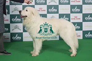 Crufts 2024 Best of Breed stacked 13078 - Milwyr Babbo Natale (Mrs J Downes)