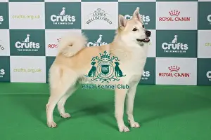 Crufts 2024 Best of Breed stacked 13100 - Ch Koromandel Tusen Takk JW (ai) (Mrs J Shorer-Wheeler)