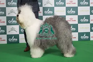 Crufts 2024 Best Of Breed Pastoral Group Prints: Crufts 2024 Best of Breed stacked 13182 - Multi Ch Reata's Vector Space JW A18 Ww21 (N &s Meijer)