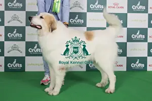 Crufts 2024 Best Of Breed Pastoral Group Prints: Crufts 2024 Best of Breed stacked 13321 - Be/nl/dk/ch/lu/de/int Ch Qamar Du Grand Tendre