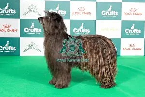 Crufts 2024 Best of Breed stacked 13330 - Sandytrail Sorceror (Mr E & Mrss Flint)