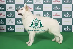 Crufts 2024 Best of Breed stacked 14006 - Nl/bel/de/dk/int Ch Undercover Vito vom Sutumer Grund (G Piek)