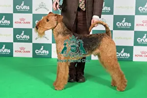 Crufts 2024 Best of Breed Stacked Airedale Terrier 14052 - Ch Jokyl Daily Special JW (Mr D & Mrs J M Brown)