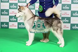 Crufts 2024 Best of Breed Stacked Alaskan Malamute 9483 - Ch Chayo Vasilisa (Mrss Ellis-Payne)