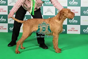 Crufts 2024 Best of Breed Stacked Aldozovolgyi-Drotos Csermely at Enryb JW (Imp Hun) Owner: Mrs J Byrne