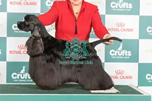 Crufts 2024 Best Of Breed Gundog Group Prints: Crufts 2024 Best of Breed Stacked Am/swe/nor/dk Ch Rotojet's Revelation Owner: Mrs Karin Linde Klerholm