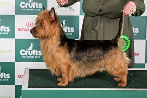 Crufts 2024 Best of Breed Stacked Australian Terrier 14116 - Wilfnbell Nite Owl (Mrs J Webb)