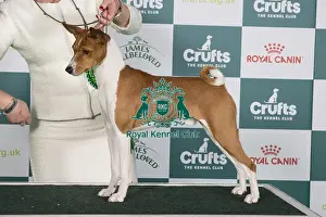 Crufts 2024 Best of Breed Stacked Basenji Se/dkk/no/hr/int Ch Naslediye Etera Atlas Holding Thes Euw 22 Euw 23 Owner: Mrs E Prahl