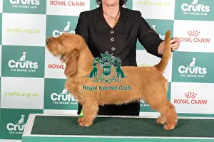Crufts 2024 Best of Breed Stacked Basset Fauve de Bretagne Dk Ch/fi Ch Whistlewood's Bunny Tail Ww'23 Ew'23 Jew'22 Owner: Mrs E Stromberg