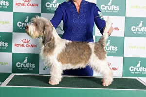 Crufts 2024 Best of Breed Stacked Basset Griffon Vendeen (Petit) Ch/am Ch M and M's Stellar Mayhem and Madness (Imp USA) Owners: Mrs E & Mrs D & Ms J Cadmore & Moore & Hayes