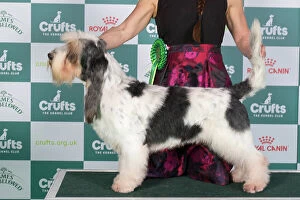 Crufts 2024 Best of Breed Stacked Basset Griffon Vendeen (Grand) Ch Forget-Me-Not V Tum-Tum's Vriendjes Owner: Mrs A N Huikeshoven