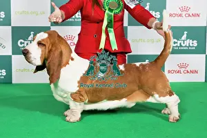 Crufts 2024 Best of Breed Stacked Basset Hound 16600 - Armardio Blowin in The Wind (Mr J&p Balogh)