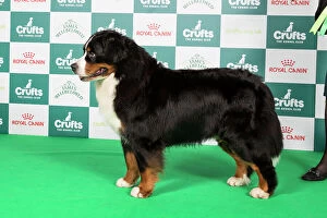 Crufts 2024 Best of Breed Stacked Bernese Mountain Dog 9554 - Multi Ch Chalina's Ellington (Miss F. & Ms C. Basboll)