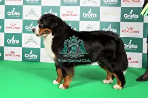 Crufts 2024 Best of Breed Stacked Bernese Mountain Dog 9554 - Multi Ch Chalina's Ellington (Miss F. & Ms C. Basboll)