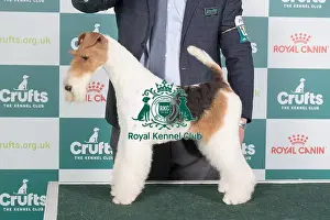 Crufts 2024 Best of Breed Stacked Blackdale Show Queen Owner: Mr H O'donoghue