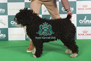 Crufts 2024 Best Of Breed Gundog Group Prints: Crufts 2024 Best of Breed Stacked Bombadee Pirelli Owner: Mr T Kaczorek