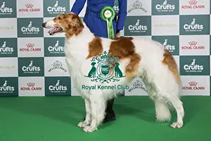 Crufts 2024 Best Of Breed Hound Group Prints: Crufts 2024 Best of Breed Stacked Borzoi Se/no/dk Uch Borscana Impressive Owner: Miss Norie Ambiru