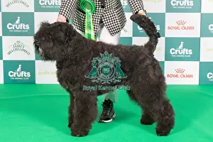 Crufts 2024 Best of Breed Stacked Bouvier des Flandres 9702 - Mon Cher Guinevere (Miss C Burnett)