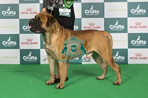 Crufts 2024 Best of Breed Stacked Bullmastiff 9877 - Ch Angel's Phoenix Ron Weasley Astonpride JW (Imp Ita) (Mr R & Mrs K & Miss F Aston & Aston & Pavesi)