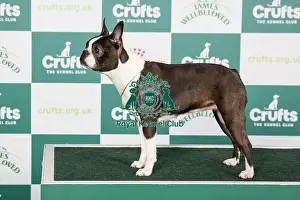 Crufts 2024 - Best of Breed Stacked Burlesk Viva La Diva Owners: Mr G K & Mrs L Mccallum & Levy