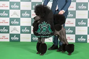 Crufts 2024 - Best of Breed Stacked Ch/am Ch Hallifax Hightide Hedonist at Afterglow (ai) (Imp Usa) Owners: Mrs M, Mr J & Mr T Galloway, Lynn & Isherwood