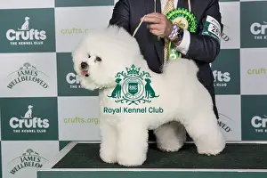 Crufts 2024 Best Of Breed Toy Group Prints: Crufts 2024 Best of Breed stacked Ch/am Ch Holdsway Lion King (imp) Owners