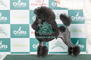 Crufts 2024 Best Of Breed Utility Group Prints: Crufts 2024 - Best of Breed Stacked Ch/am Ch Jaytor Clarion Collusion Owners