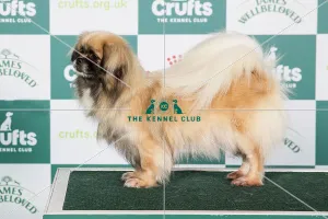 Crufts 2024 official photos 7th March - 10th March: Crufts 2024 Best of Breed Utility Group