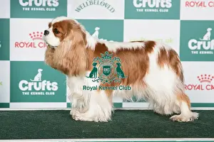 Crufts 2024 Best of Breed stacked Am Ch Chadwick Trivial Pursuit JW Owners: Ms C A & Dr M Eckersley & Reed