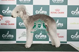 Crufts 2024 Best of Breed Stacked Ch Conekesheved Too Shy JW Owners: Mr J & Mrs L Mcnally