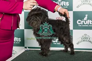 Crufts 2024 Best Of Breed Toy Group Prints: Crufts 2024 Best of Breed stacked Ch Coutureabull Mr Muison Owners: Mrs M E & Misss J Clifton-Plaice & Wildig