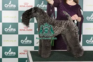 Crufts 2024 Best of Breed Stacked Am Ch Cross The Rubicon Omen Owner: Dr Ns Kunze