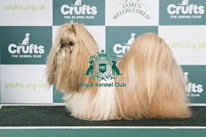 Crufts 2024 Best Of Breed Utility Group Prints: Crufts 2024 - Best of Breed Stacked Ch/dk/fin/no/se Ch Yung Lo's Always and Forever Owner: Mrs Sofi Palsson