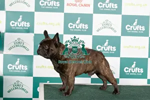 Crufts 2024 - Best of breed stacked Ch/esp Ch Chelmbull Rocket Man Ww Owners: Miss A & Mr D, Mr A & Mrs L Cund & Harrop