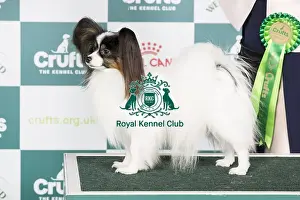 Crufts 2024 Best of Breed stacked Is Ch Fashion First High Priority Owner: Mrs A M Gudbergsdottir