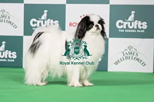 Crufts 2024 Best Of Breed Toy Group Prints: Crufts 2024 Best of Breed stacked Ch Harlouville Uptown Girl JW Owners: Mrs T & Mr A Quinn
