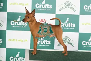 Crufts 2024 Best of Breed stacked Ch Hawksflight Hot Pursuit JW Owners: Ms T & Miss J Watkins & Bugden