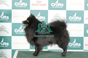 Crufts 2024 - Best of Breed Stacked Ch Izlou Shiver Me Timbers Owners: Ms L & Miss I Barnes & King