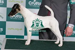 Crufts 2024 Best of Breed Stacked Ch Kanix Quickstep Owner: Mrs Ks Wilberg