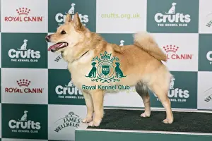 Crufts 2024 Best Of Breed Utility Group Prints: Crufts 2024 - Best of Breed Stacked Ch Komargo Going for Gold Owner: Miss J M Philpott