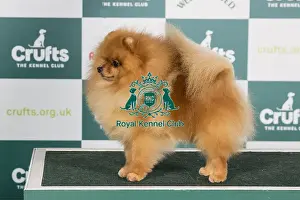 Crufts 2024 Best Of Breed Toy Group Prints: Crufts 2024 Best of Breed stacked Ch Lireva's Wildest Dreams Owner: A M Cawthera-Purdy