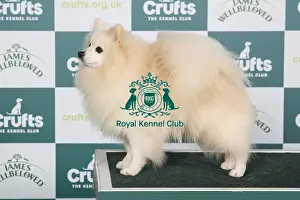 Crufts 2024 - Best of Breed Stacked Ch Longsdale's Blame It On Me Owners: Mr G & Mr D Pearce & Francis