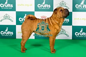 Crufts 2024 - Best of Breed Stacked Ch Loopang's Back in Business (ai) Owner: Mr M K Bragg