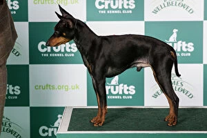 Crufts 2024 Best of Breed stacked Ch Nasabe Don't Tell Him Owner: Mr A Leonard
