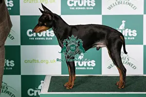 Crufts 2024 Best of Breed stacked Ch Nasabe Don't Tell Him Owner: Mr A Leonard