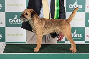 Crufts 2024 Best of Breed Stacked Ch Otterbobs Tolson Owners: Mr J R & Mrs H Gilpin