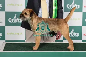 Crufts 2024 Best of Breed Stacked Ch Otterbobs Tolson Owners: Mr J R & Mrs H Gilpin
