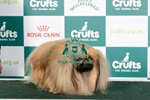 Crufts 2024 Best of Breed stacked Ch Pekehuis Apollo Owners: Mr J & Miss W J Shaw & Mee