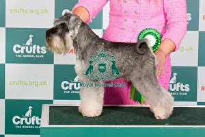 Crufts 2024 - Best of Breed Stacked Ch Penbro Man About Town Owners: Miss R & Miss L Woods