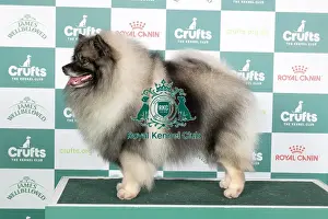 Crufts 2024 Best Of Breed Utility Group Prints: Crufts 2024 - Best of Breed Stacked Ch Skathki Just Got Wicked Owner: Miss C Bardsley